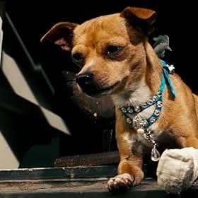 Chester the Chihuahua